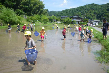 ビオトープ水田で始まった生きもの調査授業