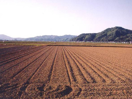 乾田化され、生きものが姿を消した水田