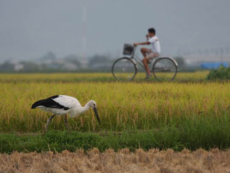 コウノトリが帰ってきた（豊岡市内の水田）