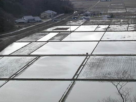 冬に水を湛えた水田（コウノトリの郷公園前）