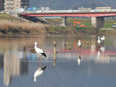 河川の湿地再生（円山川）