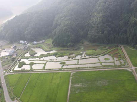 水田の一部を湿地として整備（ハチゴロウの戸島湿地）