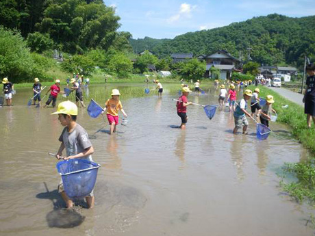 ビオトープ水田で始まった生きもの調査授業