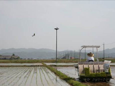 コウノトリと共にある米づくり