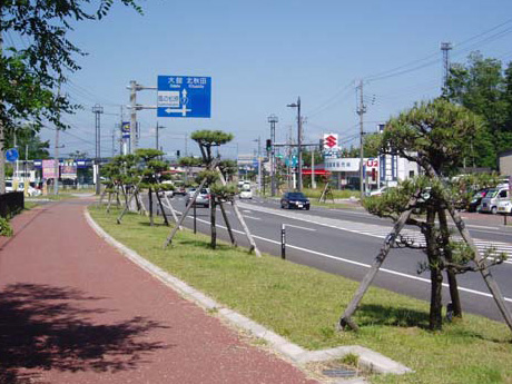 等間隔に上下線の植樹帯に黒松を植樹