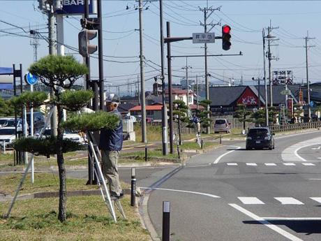 会員一人一人が丁寧に剪定・管理している黒松