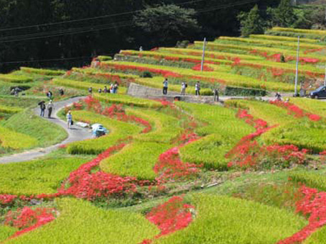 江里山の棚田（小城市）棚田まつり